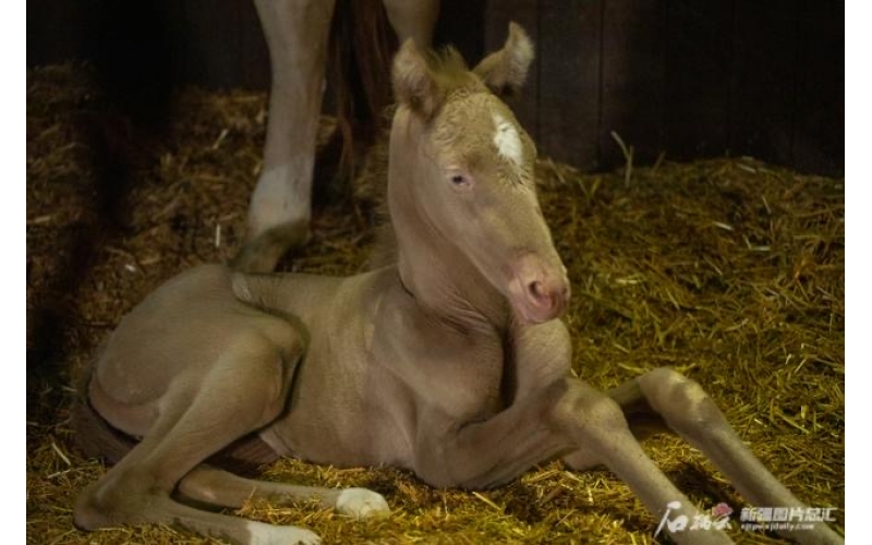 萌萌噠！小汗血馬在烏魯木齊“趕趟兒”出生