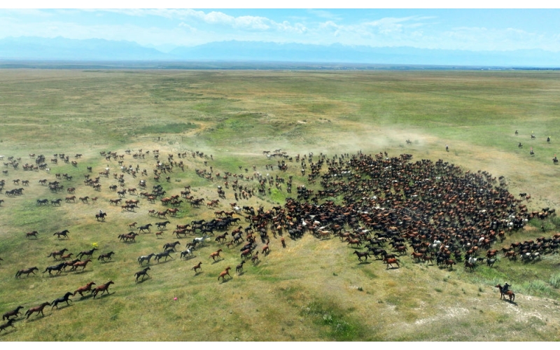 盛夏時節(jié) 在新疆昭蘇領(lǐng)略萬馬奔騰